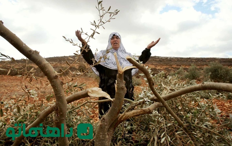 شاخه زیتون برای فلسطینی ها